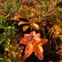 キリンソウ,山野草,野草の画像