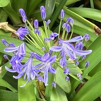 アガパンサス,癒しの薄紫,金曜日の蕾たち,Juneの会,秘密の花園♡の画像