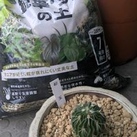 縮玉,植え替え,ベランダの画像