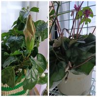 鉢植え,花のある暮らし,私の癒やし,部屋の画像