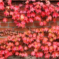 ツタ(蔦),レンガ,紅葉（こうよう）,晩秋の画像