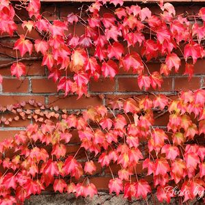 ツタ(蔦),レンガ,紅葉（こうよう）,晩秋の画像