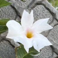マンデビラ,散歩道,可愛い,白い花,元気！の画像