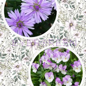 ビオラ,クジャクアスター,パオンブルー,友禅菊,プランター植えの画像