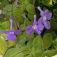 ストレプトカーパスの画像