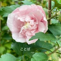 ムクゲ,花のある暮らしの画像