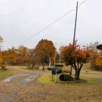 ユリノキ,サラサドウダン,実生のユリノキ,柏崎市飯塚邸のモミジ,全てに祈りを♪の画像