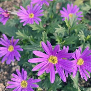 寄せ植え,多肉植物,観葉植物,小さな花壇,ガーデニング初心者の画像