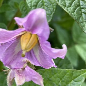 ミニトマト,ヨウシュヤマゴボウ,ジャガイモの花,ウィンター・コスモス,今を生きるの画像