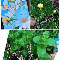 アップルミント,サントリーキララ,サントリーキララ,花のある暮らし,秋の訪れの画像