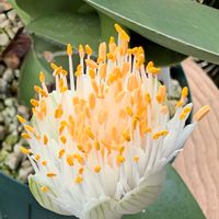 マユハケオモト,マユハケオモトの花,マユハケオモトの花✿,種から育てるマユハケオモト,庭の画像