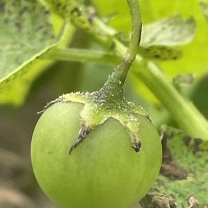 ジャガイモ,花壇,ガーデニング,自家製野菜,ナス科の画像