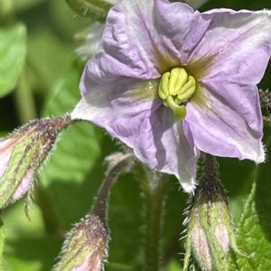 ジャガイモ,花壇,ガーデニング,野菜の花,自家製野菜の画像