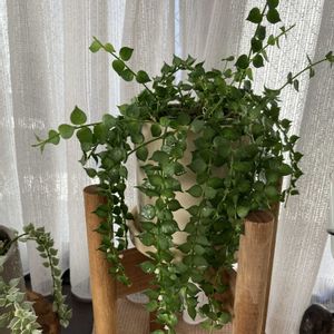 ディスキディア ミリオンハート,まだまだ初心者,初購入,緑のある暮らしの画像