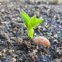 玉ねぎ,そら豆,ソラマメ,種蒔き,家庭菜園の画像