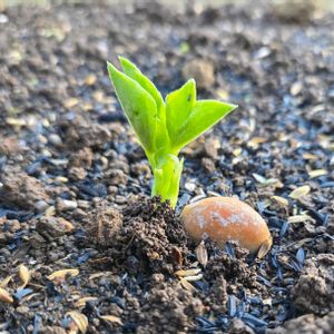 玉ねぎ,そら豆,ソラマメ,種蒔き,家庭菜園の画像