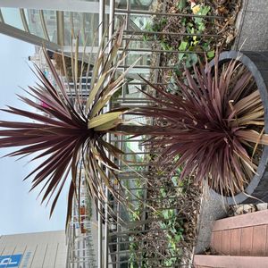 コルジリネ レッドスターの画像