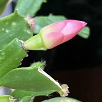 シャコバサボテン,デンマークカクタス,シャコバサボテン コンペイトウ,サボテン科,ピンクの花の画像