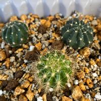 サボテン,子宝弁慶草,子宝草,多肉植物,サボテン　エキノプシス属の画像