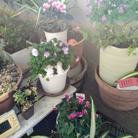 シクラメン,ビオラ,天使の雫,毎月14日は天使の日,多肉植物の画像