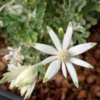 サルビア,サルビア,ダリア,ダリア,フランネルフラワーの画像