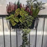 シロタエギク,マンネングサ,ヘデラ,ヒューケラ,ヒューケラの画像