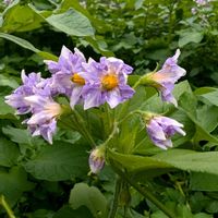 コレオプシス,ジャガイモ,ヒメツルソバ,ジャガイモの花,山野草の画像