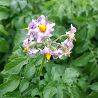 ジャガイモ,レウコフィラム,テラス,お出かけ先の画像