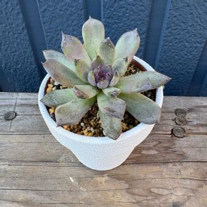 黒爪ザラゴーサ,黒爪ザラゴーサ,多肉植物,多肉植物のある暮らしの画像