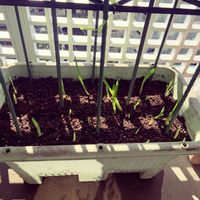 フリージア,フリージア,ベランダの画像