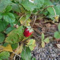 イチゴ,ワイルドストロベリー, ワイルドストロベリーの画像