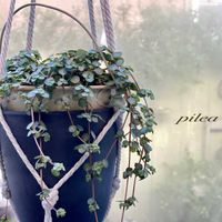 ピレア,カリシア,緑のある暮らし,冬越し準備,ナチュラルスタイルの画像