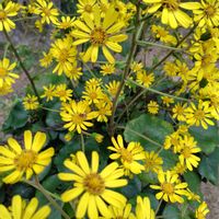 ツワブキ,イロハモミジ,イロハモミジ,花のある暮らし,紅葉（こうよう）の画像