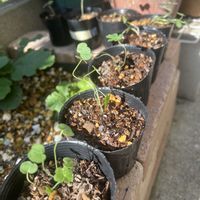 ゲラニウム,ゲラニウム,ゲラニウム,ペラルゴニウム,ゲラニウム・ミセス・ケンドールクラークの画像