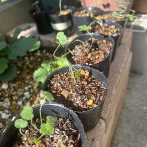 ゲラニウム,ゲラニウム,ゲラニウム,ペラルゴニウム,ゲラニウム・ミセス・ケンドールクラークの画像