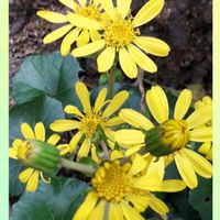 ツワブキ,花言葉,幸せの黄色いお花,縁起善き哉〜☆,金曜日の蕾たちの画像