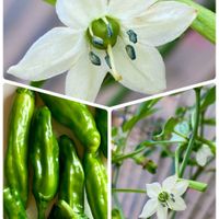 ランタナ,オステオスペルマム,ネギ,森村万年草,シシトウの花の画像