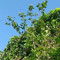 ムクゲ,コセンダングサ,散歩,ご近所の画像