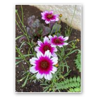 コレオプシス,コレオプシス　アイスワインの画像