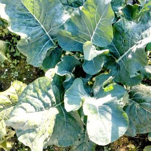 冬野菜,ブロッコリースティックセニョール,成長記録④,家庭菜園,庭の画像