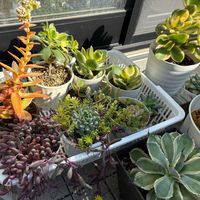 ルビーネックレス,火祭り,コンパクツム,花月錦,花月の画像