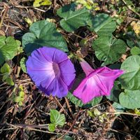 ノアサガオ,空き地の植物,蔓性植物,天草市の画像