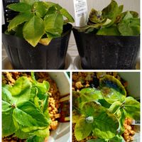 アボカド,ヒヤシンス,ローズマリー,桔梗,鉢植えの画像