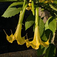 ダチュラの画像