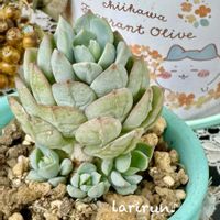 火祭り,エレガンス,桜月,多肉植物,紅葉する多肉の画像