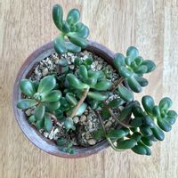 ミロッティ,ジェットバース,多肉植物,セダム属,DCMの画像