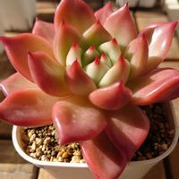 月美人,パキフィツム 月美人,ピンクハニー,多肉植物,葉挿しの画像