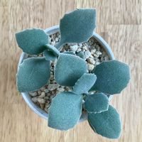 ミロッティ,多肉植物,カランコエ属,DCM,ベランダの画像