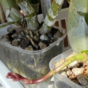 バンダ,胡蝶蘭,カトレア ワルケリアナ,バンダ系の交配種,フレッドクラーケアラ　アフター　ダーク　’SVOブラックパール’の画像