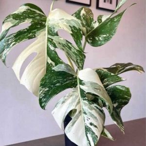 モンステラ,モンステラ ホワイトタイガー,モンステラ ホワイトタイガー,男前,その他部屋の画像
